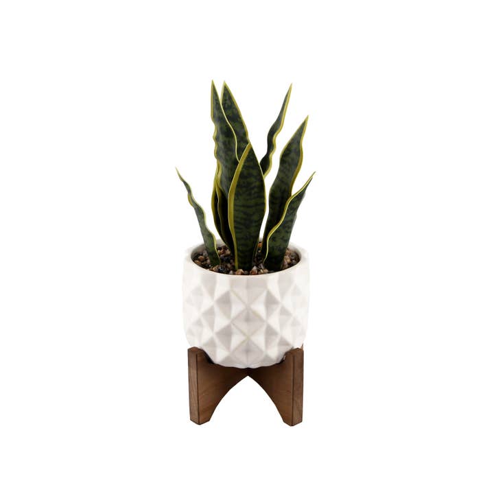 Flora Bunda Inc – Engroshandel Plantekrukke – 12.5"H Snake plante i keramik på stativ