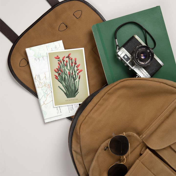 Lantern Press - Wholesale Postcard - PREMIUM POSTCARDS Ocotillo, Vintage Flora5