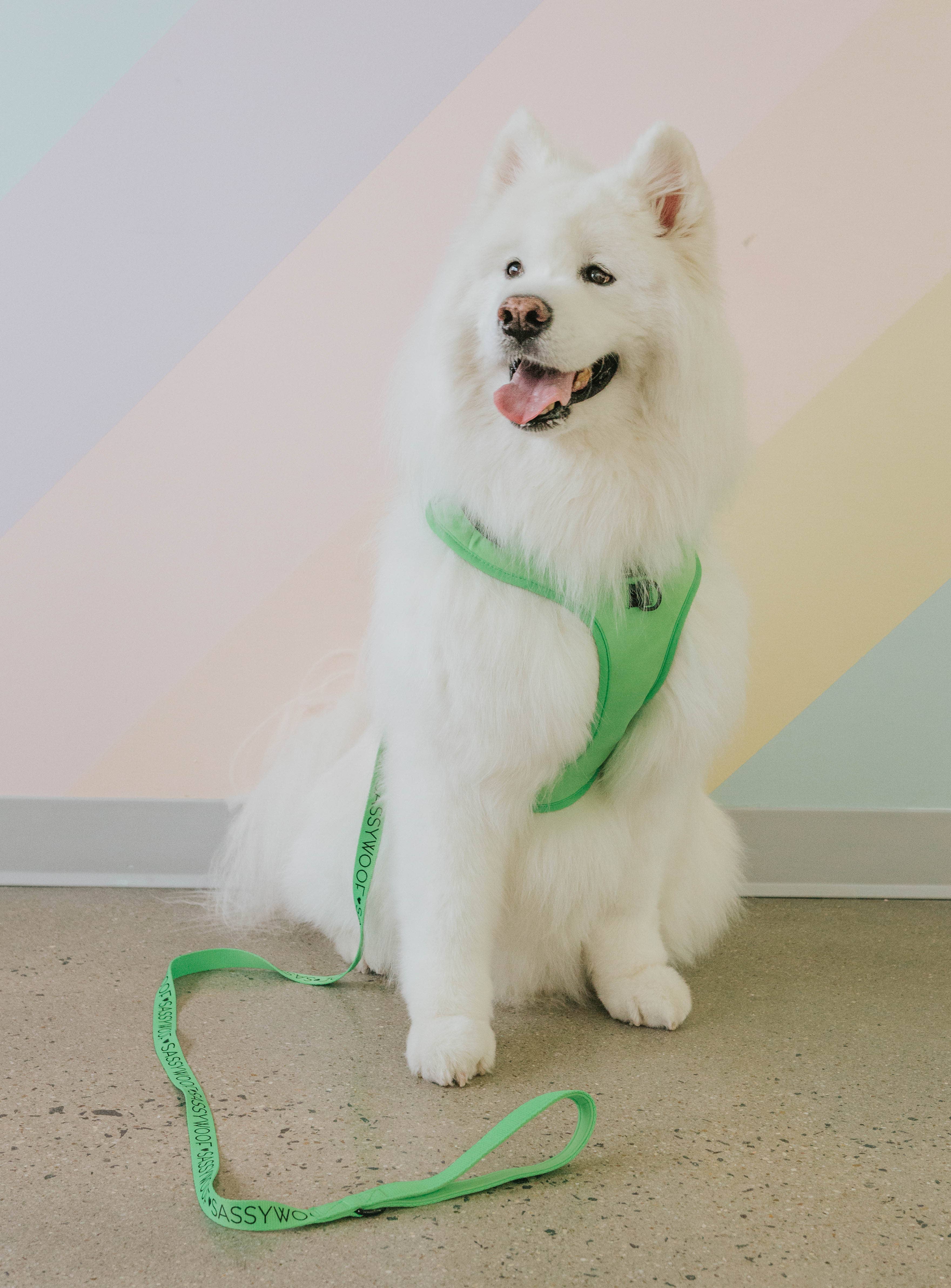 SASSY WOOF - Wholesale Pet Leash - Dog - Dog Leash - Neon Green9