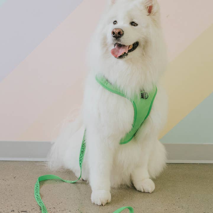 SASSY WOOF - Wholesale Pet Leash - Dog - Dog Leash - Neon Green9