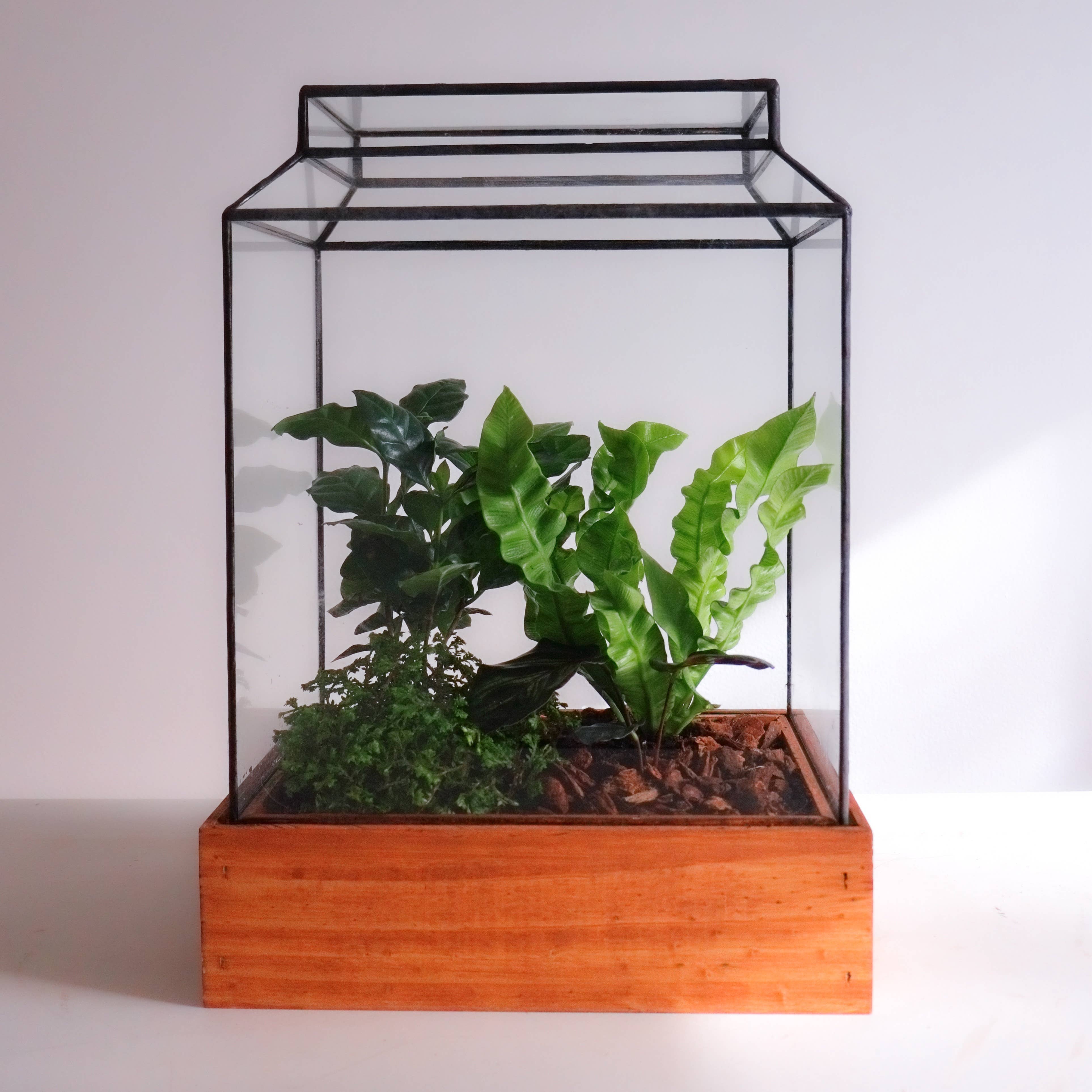 Leadhead Glass - Wholesale Terrarium - The Ward Handcrafted Glass Terrarium1