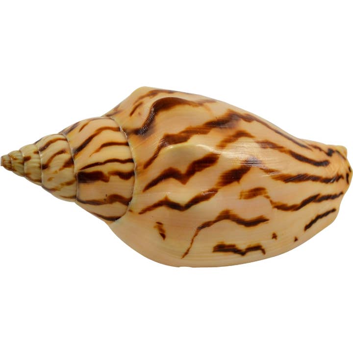 Volute à rayures zébrées de 3 à 4 po pour la vente par HS Seashells