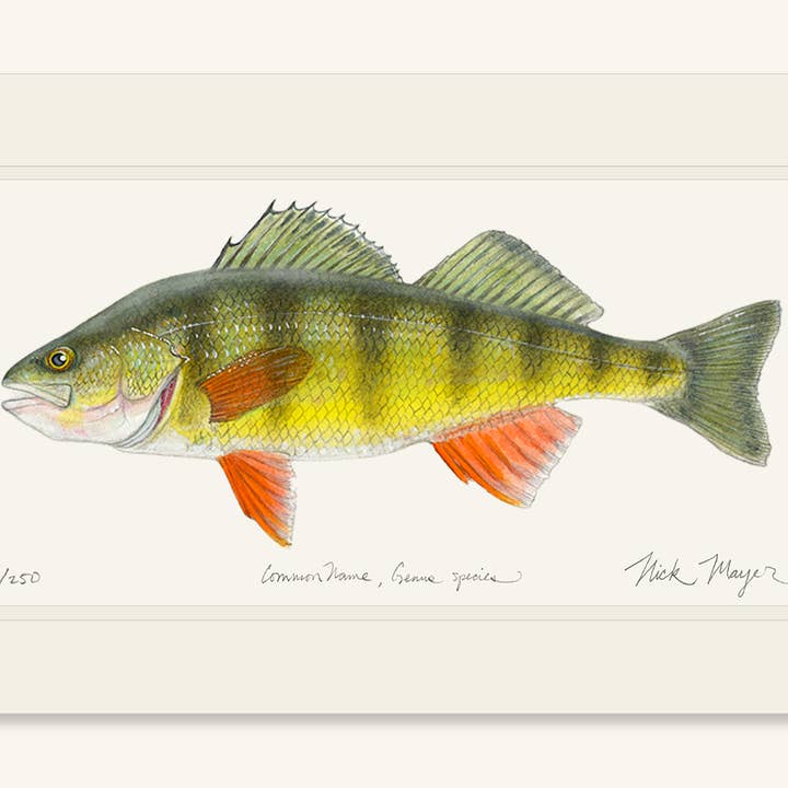 Nick Mayer Art - Wholesale Art print - Yellow Perch Fish Art Limited Edition Print