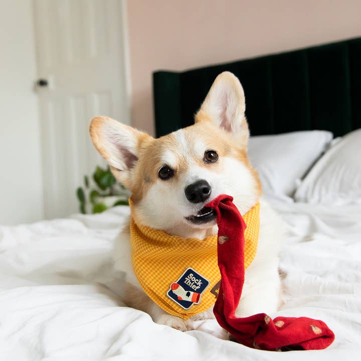 Scout's Honour Pty Ltd - Wholesale Pet Bandana - Dog - Sock Thief iron-on patch for dogs and cats3