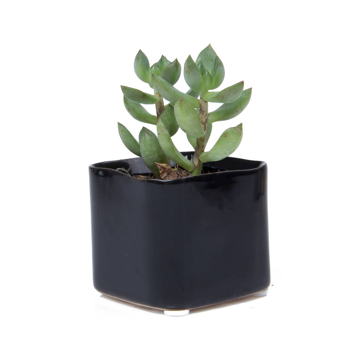 Chive - Wholesale Plant Pot - Svek Succulent Planter For Succulents And Floral Frogs2