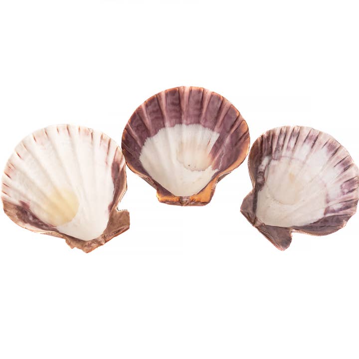 Sarimoire - Wholesale Incense Holder - Lion Paw Shells, Displays, Incense Burner 4.5"- 6"1