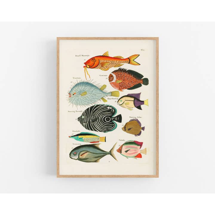 Rock Paper Scissors Wall Art - Wholesale Art Print - Colorful vintage fish | 18th century natural history | Ocean, aquarium, tropical animal life illustration | | Eco-friendly gift3