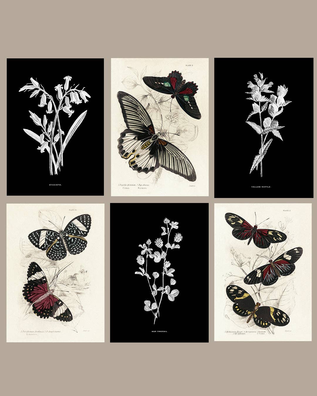 Coultura - Wholesale Gallery Wall Set - Framed Gallery Wall Set – Vintage Butterfly Botanical Art Prints (Set of 6, Black Noir Frame)6