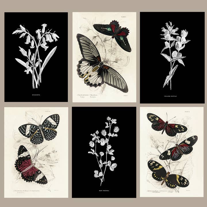 Coultura - Wholesale Gallery Wall Set - Framed Gallery Wall Set – Vintage Butterfly Botanical Art Prints (Set of 6, Black Noir Frame)6