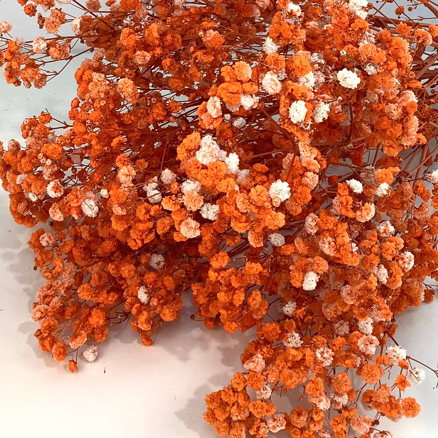 Honeybee and Blossom - Vendita all'ingrosso Fiori secchi/pressati - Fiori secchi per l'alito del bambino5