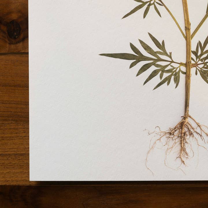 Hope Steinle Pressed Flower Art - Wholesale Art Print - Root Series No. 23