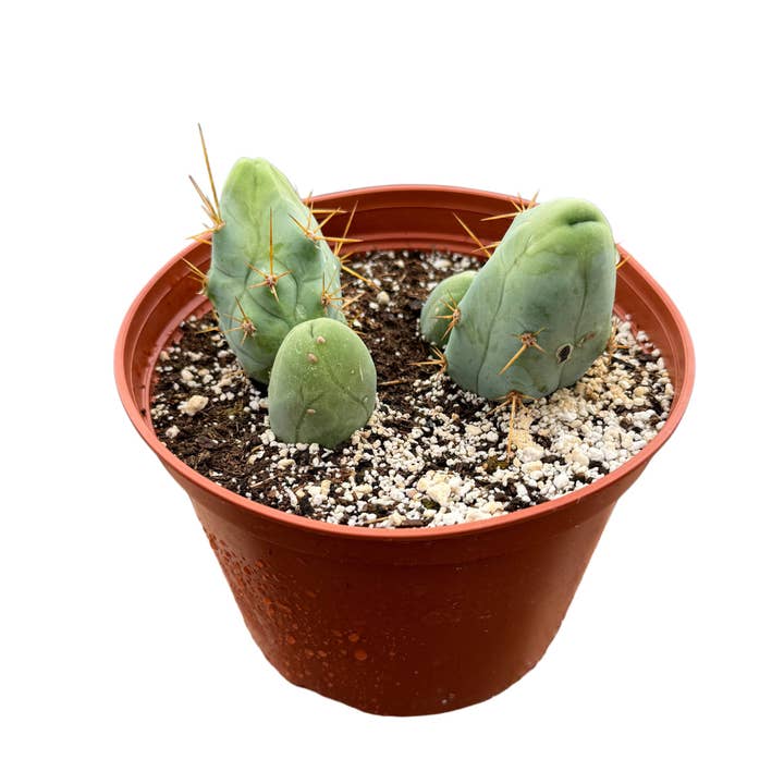 Succulent Wholesale - Wholesale Succulent - Trichocereus Bridgesii Monstrose | Penis Cactus