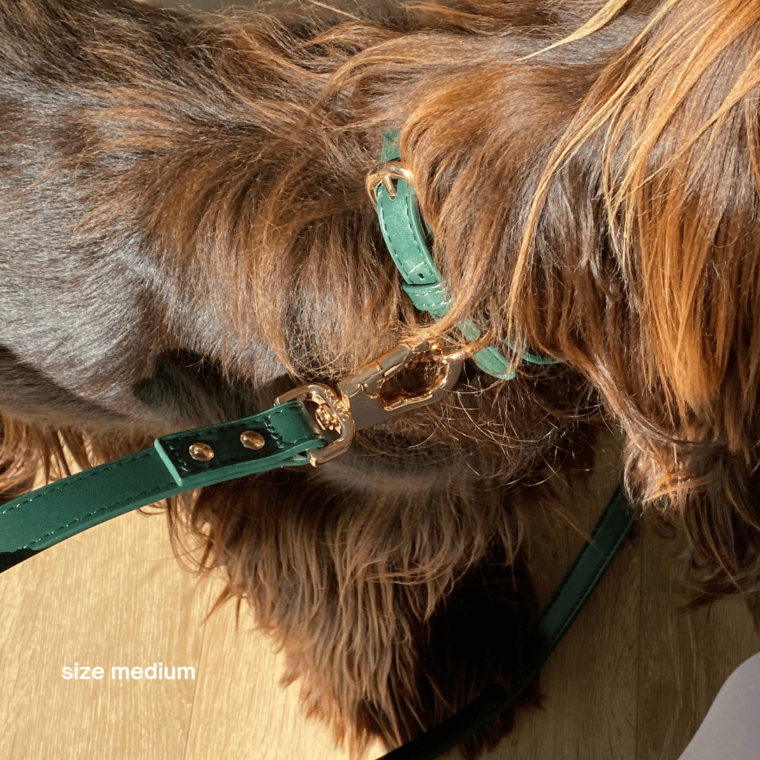 ST ARGO – wholesale Halsband - Hund – St Argo halsband i mörkgrönt med gulddetaljer2