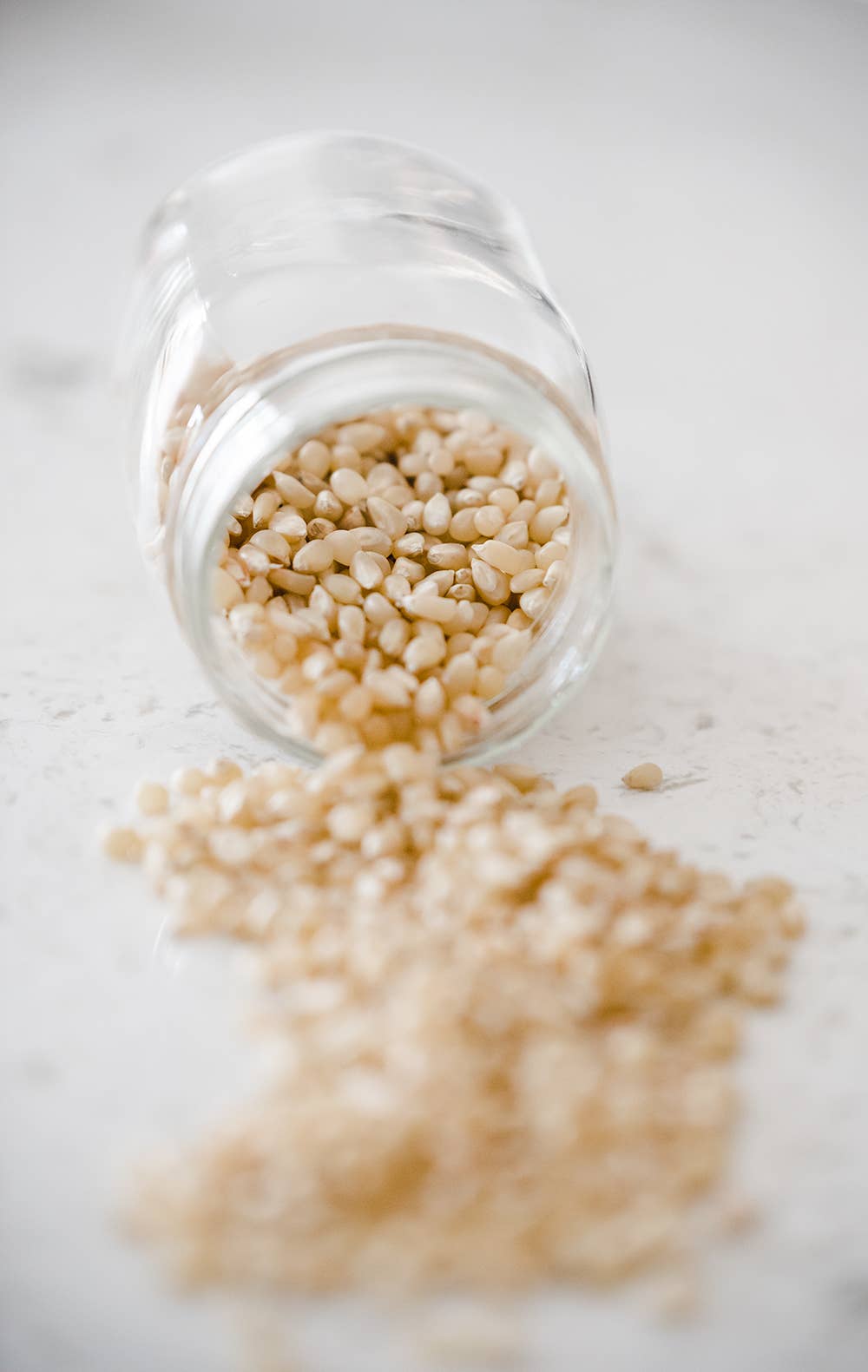 Amish Country Popcorn - Wholesale Popcorn - 14oz Bottle of Medium White Hulless Popcorn4