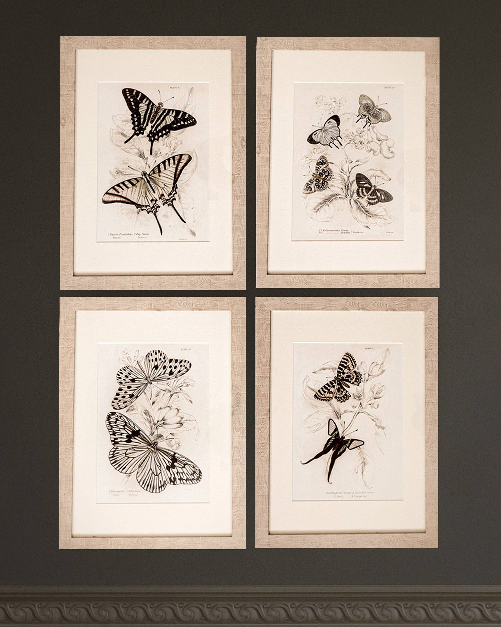 Coultura - Wholesale Gallery Wall Set - Framed Set of Four Vintage Butterfly Art Prints 01 (Sand Frame Collection)13