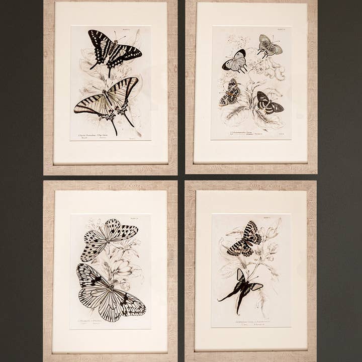Coultura - Wholesale Gallery Wall Set - Framed Set of Four Vintage Butterfly Art Prints 01 (Sand Frame Collection)13