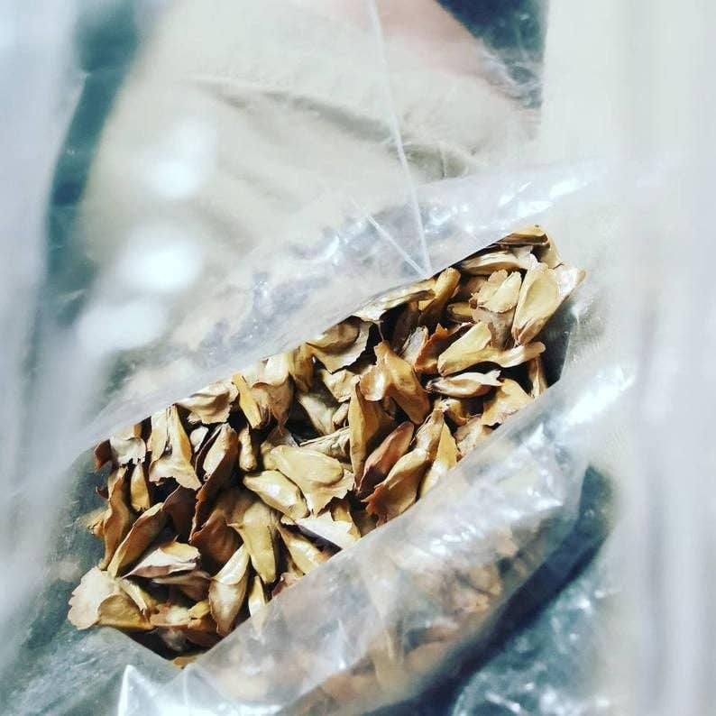 New Leaf Nurseries – wholesale Plant seeds – Christmas Tree Seeds1