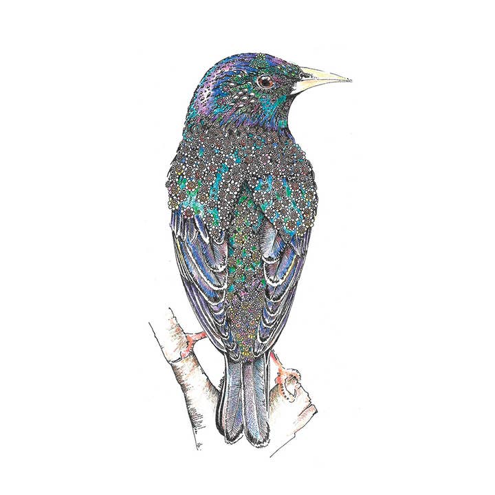 Greeting Card Starling for wholesale by Natural Partners Limited