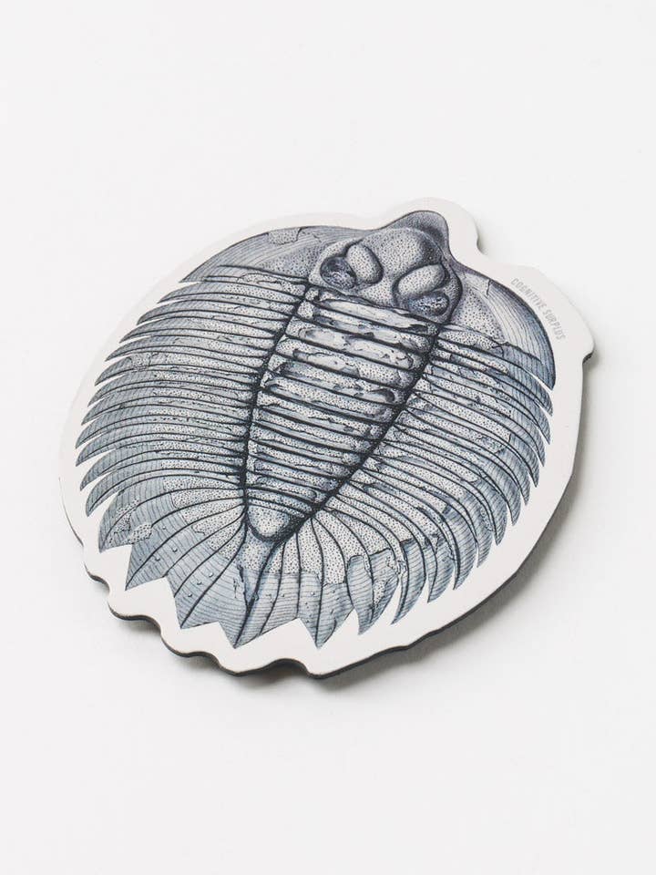 Imán de fósil de trilobites (caja de 6) para venta al por mayor de Cognitive Surplus