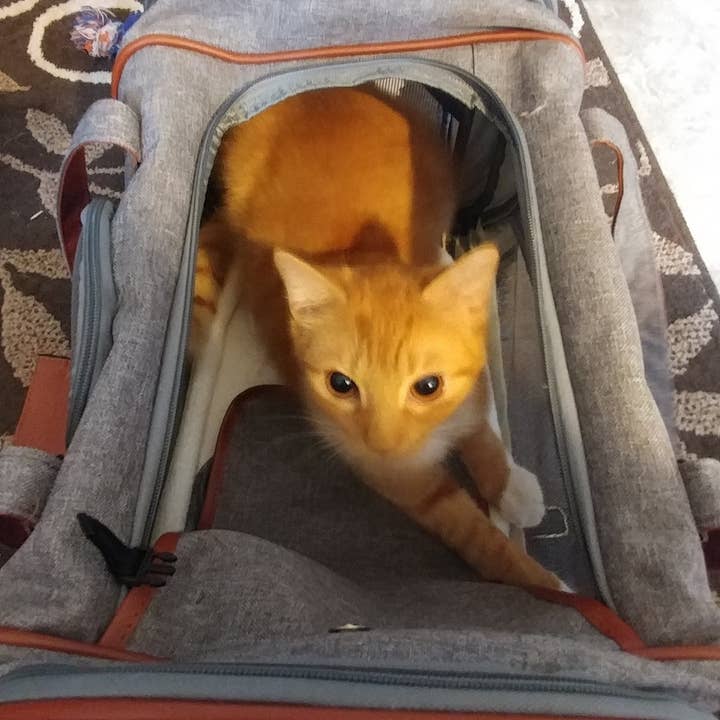 Mr. Peanut's - Wholesale Pet carrier – Cat/dog - Mr. Peanut's Gold Series Standard Size Airline Compliant Pet Carrier18