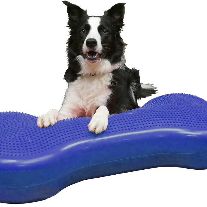 FitPAWS - Wholesale Pet Toy - Dog - CanineGym® K9FITbone Balance Training Platform – Giant2