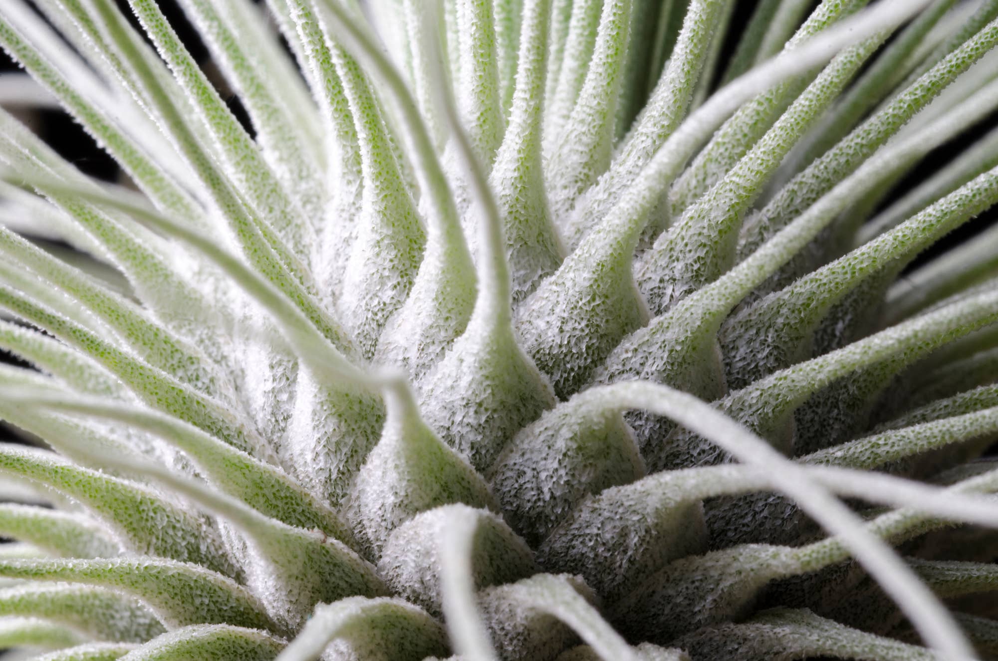 The Artizan Way - Vente Plante - Tillandsia Fuchsii Var. Gracilis5