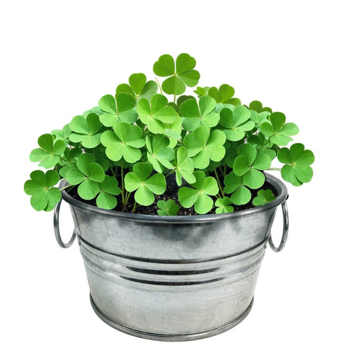 Silver Circle Products - Vente Terrariums - Pot O' Good Luck - Présentoir de comptoir 24 pièces5