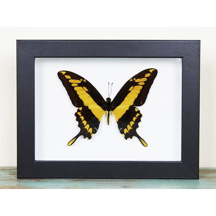 King swallowtail in a Frame for wholesale by Newman Art Designs