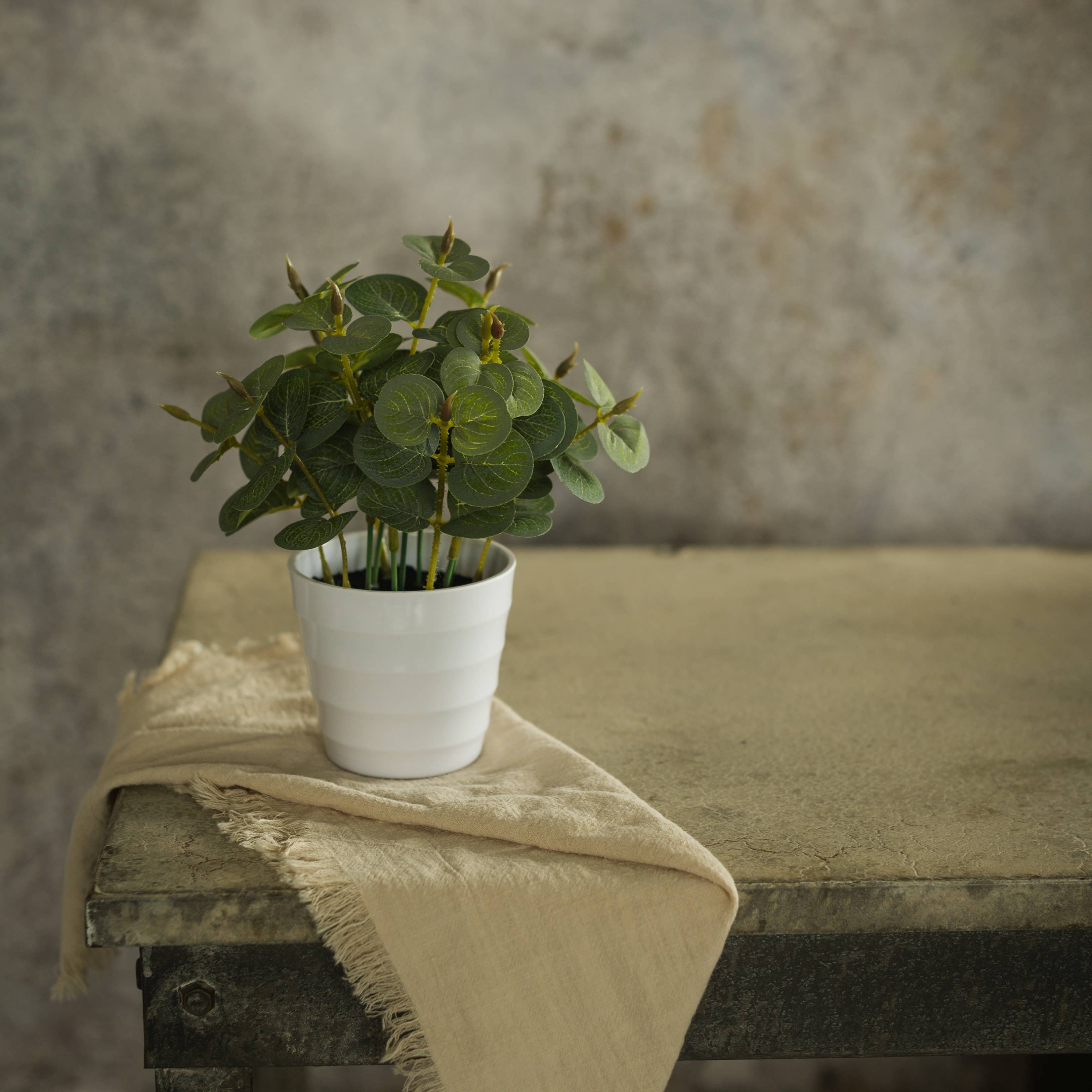 Ragon House - Wholesale Echte plant - 9" GELDPALM IN POT