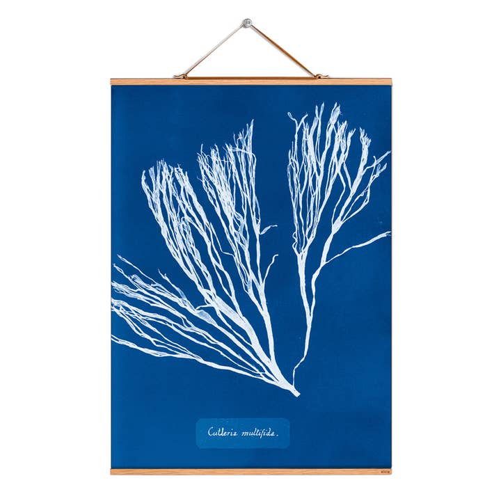 Scroll picture illustration # 136/Atkins/Cutleria/Multifida for wholesale by Eicie