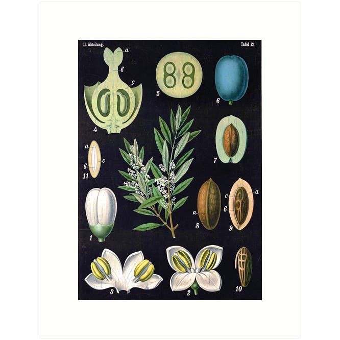 Olive | Blank Greeting Card for wholesale by Lucca Paperworks