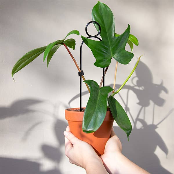 Black Set of 4 Mini Plant Stakes for wholesale on Faire5