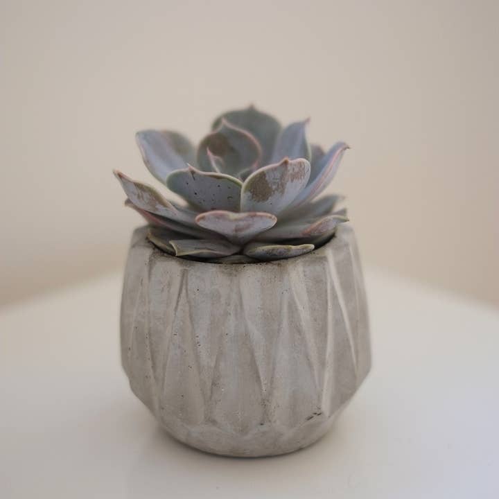 Concreates – wholesale Plant pot – Concrete Geometric Plant Pot | Cactus | Succulent | Planter | Monochrome Planter | Boho Decor | Boho Plant Pot