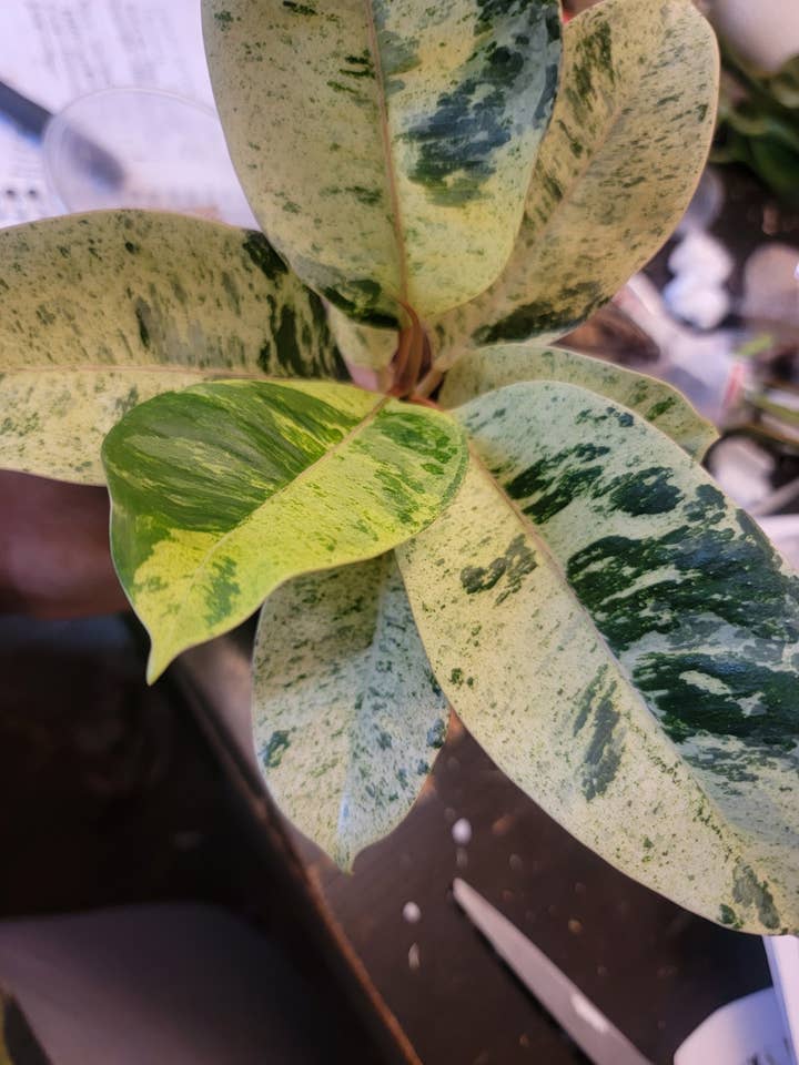 Ficus Shivereana 6 duim voor wholesale door Mosley's Tropical Plants