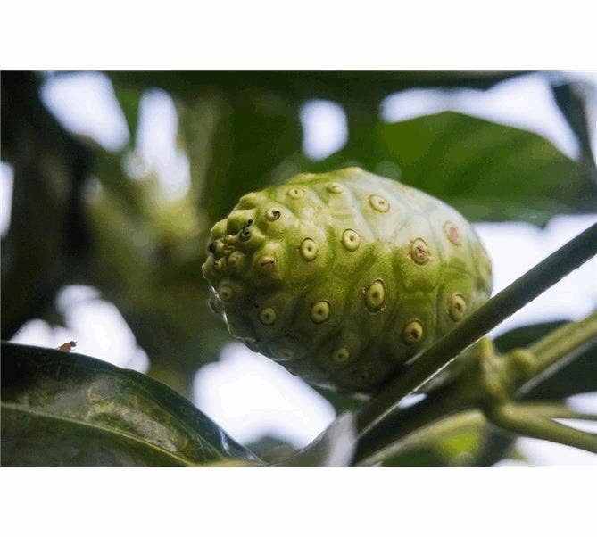 FAME Pharma - Wholesale Oral Supplement/Vitamin - NONI COMBO PACK | 2x 500ml ☕☕3