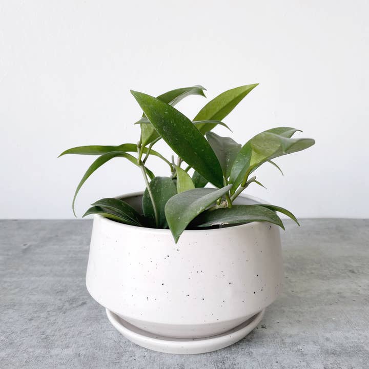 Little Fire Ceramics - Wholesale Plant Pot - Anna Bowl Planter