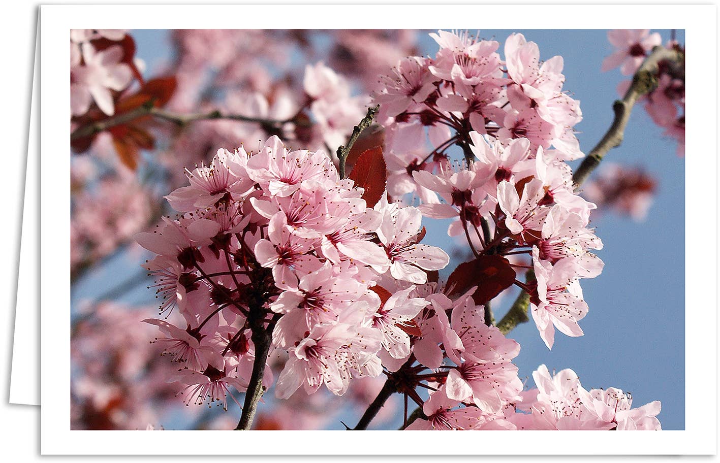 Yabué – wholesale Everyday greeting card – Blank card/Greeting card/4991080