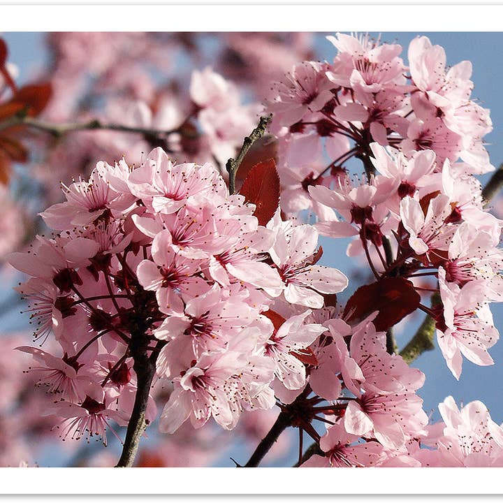 Yabué – wholesale Everyday greeting card – Blank card/Greeting card/499108