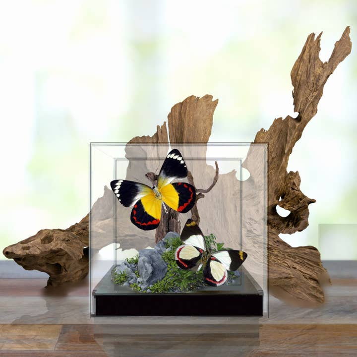 Instar Innovations - Wholesale Decorative Tabletop Object - Â Delias Butterflies (Jezebels) Diorama | 6x6x6 InchÂ