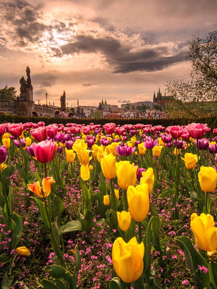 Prague Poster - Prague Spring for wholesale by Posters & Puzzles