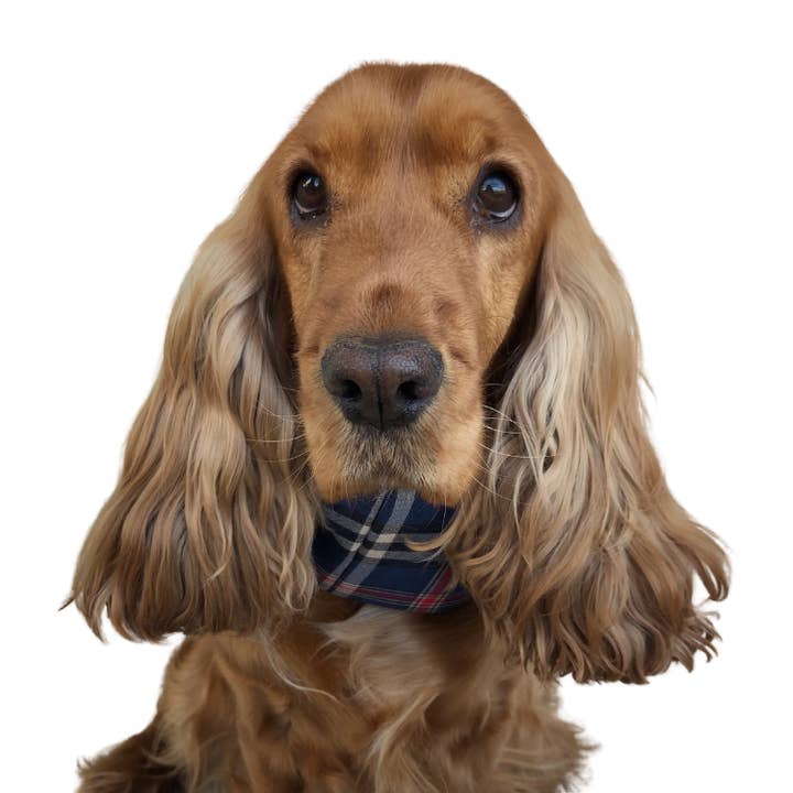 Paraorecchie per cani in cotone - Tartan blu per la vendita all'ingrosso da parte di Cockers&Co.