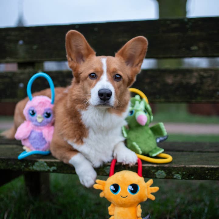 PawStory - Wholesale Knuffelspeeltje - Hond - Vrienden - Axel Axolotl3