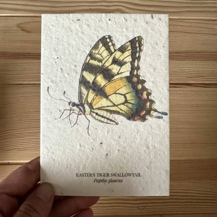 littleoneusa - Wholesale Everyday Greeting Card - Eastern Tiger Swallowtail Butterfly Seed Greeting Card1