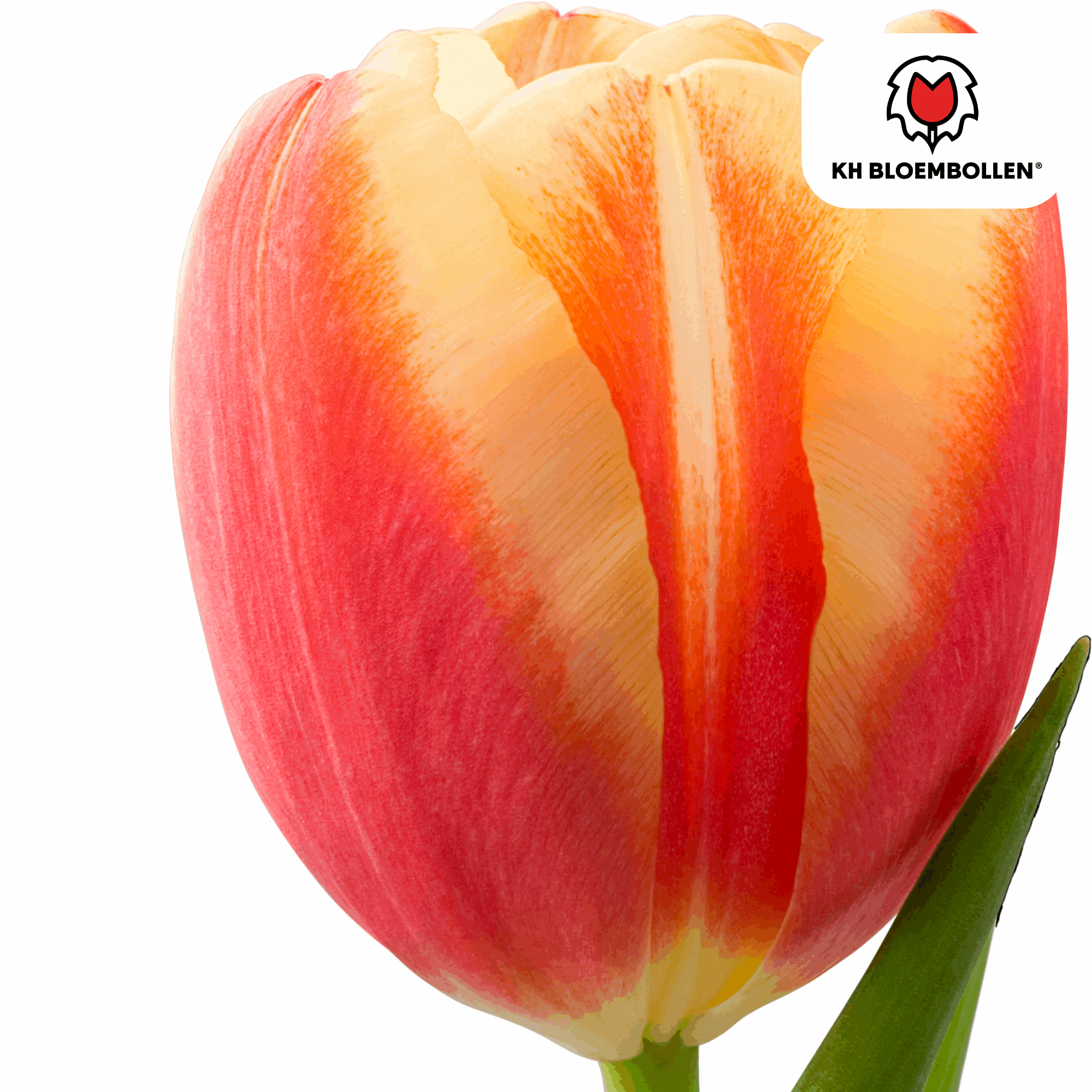 Oasis of Life – wholesale Live plant – Tulip Bulbs Jan Seignette – 20 Flower Bulbs – Red-Yellow Striped Tulip – Classic & Striking – For Garden & Pot3