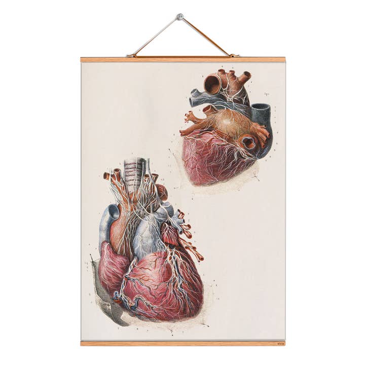 Ilustración de pergamino n.º 286/Bourgery/ Nerves/ Heart para venta al por mayor de Eicie