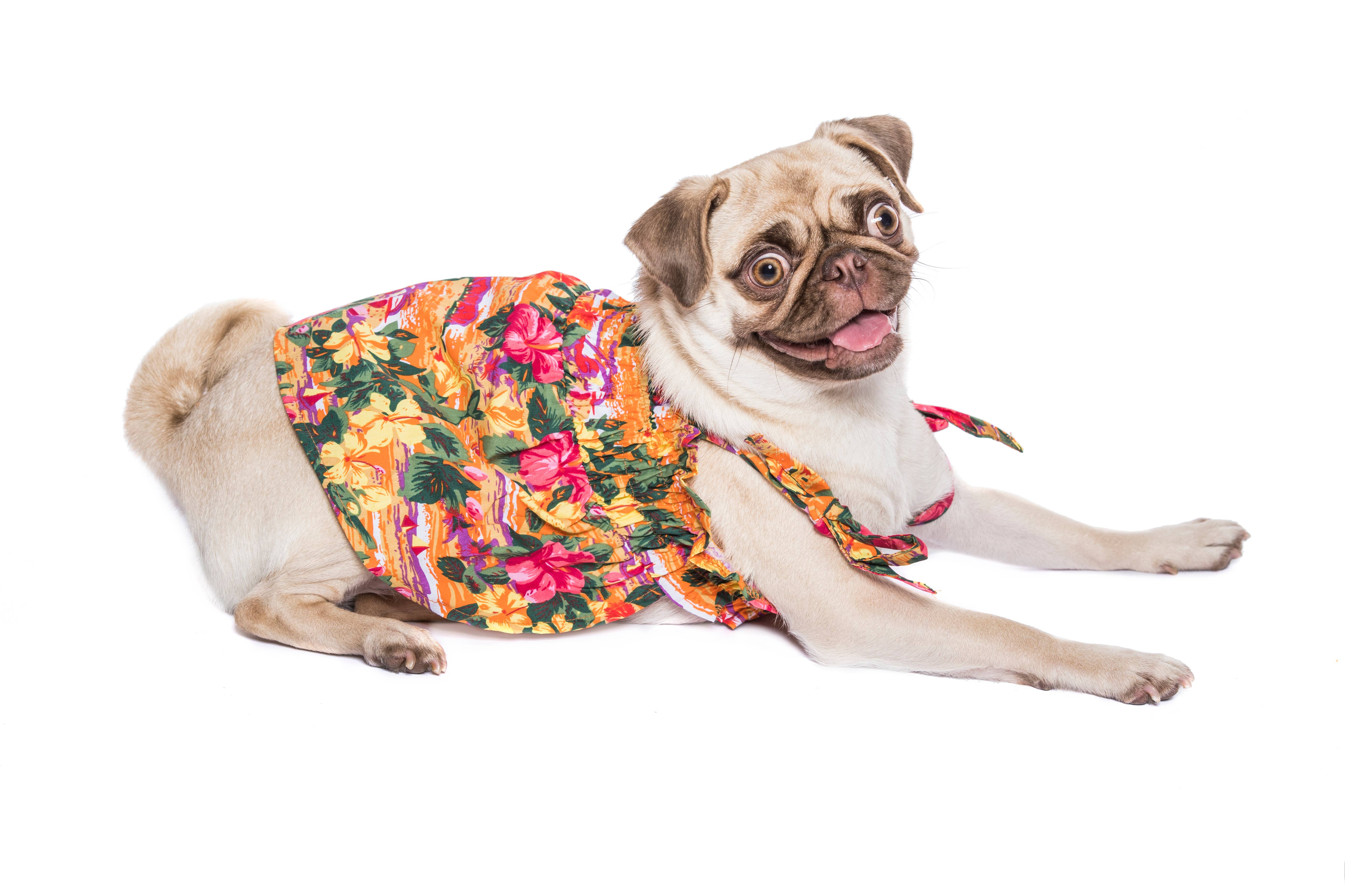 Parisian Pet® – Großhandel Haustierkleid – Hund – Hawaiianisches Kleid – Lebhaftes Blumenmuster Hundekleid5