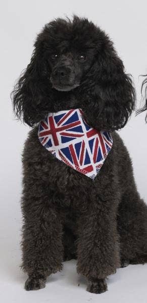 Pet Pooch Boutique - Vente Bandana – chien - Bandana à nouer pour chien/chiot Union Jack - Fait main3