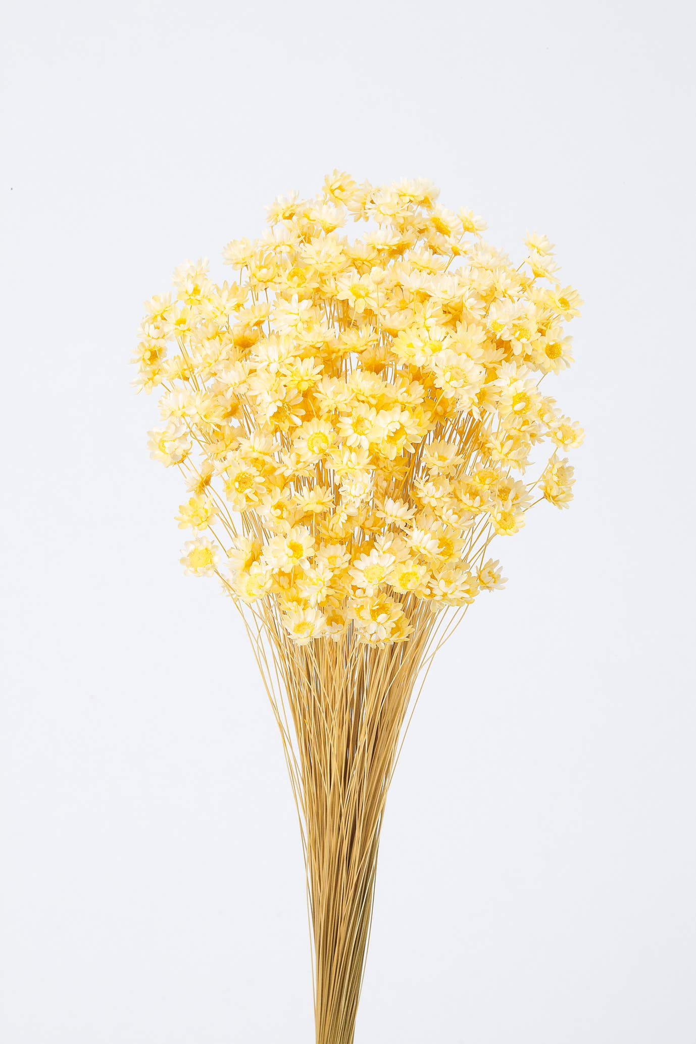 2626 Designs - Wholesale Dried/Pressed Flowers - Dried Preserved Star Flower Blossom Bouquet5