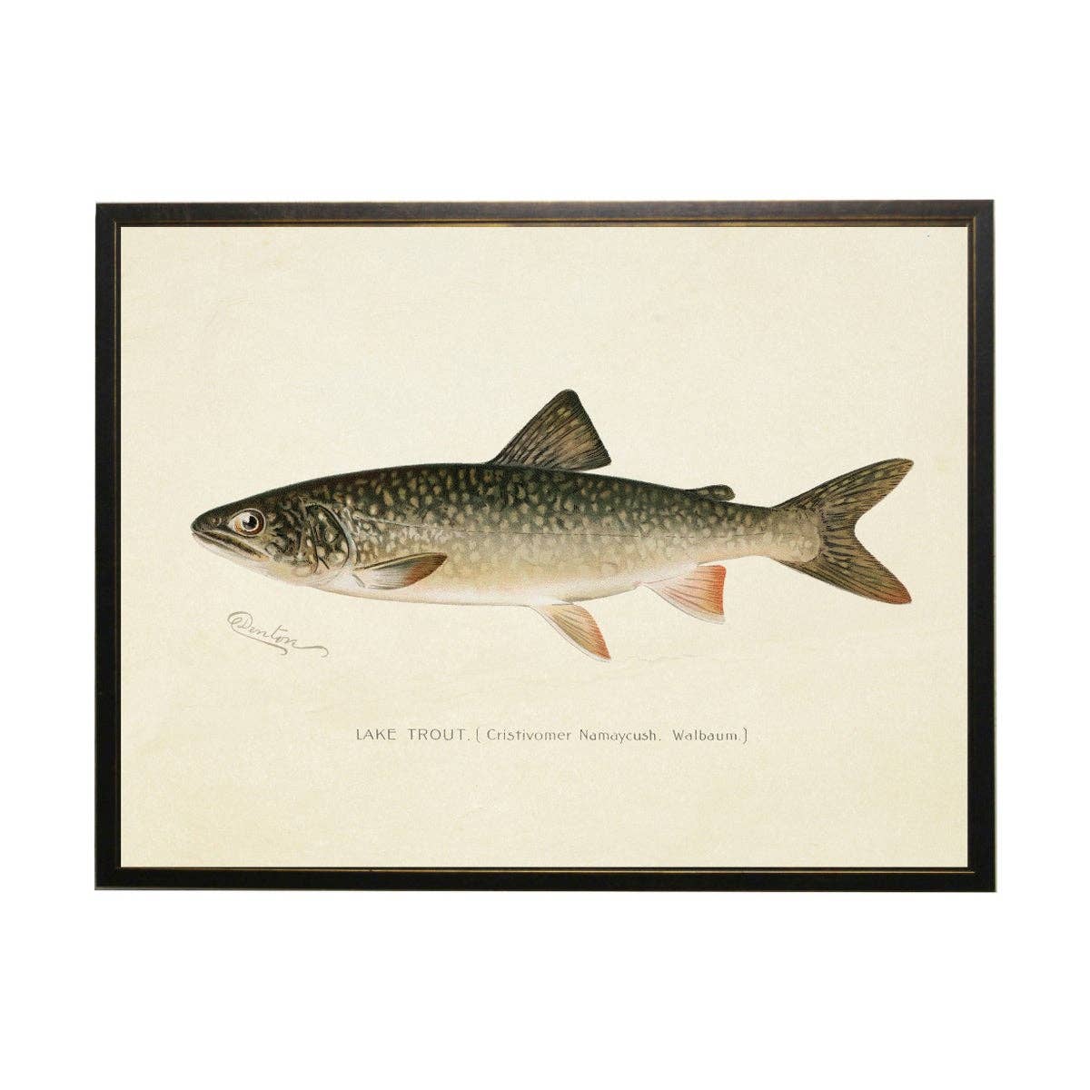 Antique Curiosities Inc - Wholesale Art Print - Vintage Lake Trout Bookplate0