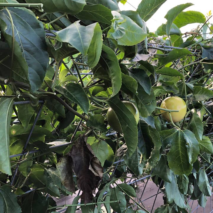 Nakihalani Farm - Wholesale Flavored Syrup - Lilikoi Syrup 12oz - Made in Hawaii4